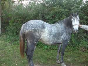 Iapa de vanzare Bihor