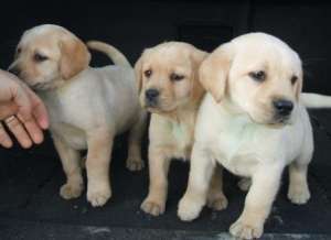 VAND PUI  LABRADOR RETRIEVER