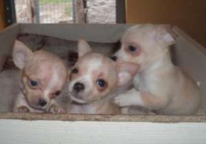 VAND PUI DE CHIHUAHUA