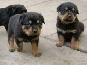 Vand pui Rottweiler 6 saptamini