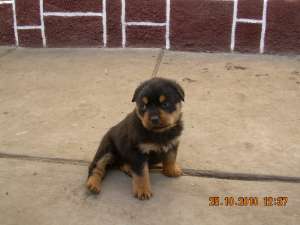 Vand pui Rottweiler 6 saptamini