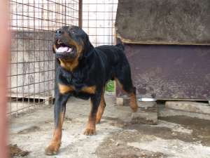 Vand pui Rottweiler 6 saptamini