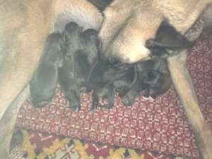 Malinois de vanzare