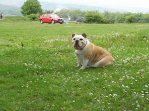 caut mascul bulldog englez iasi