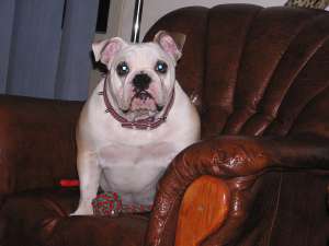 caut mascul bulldog englez iasi