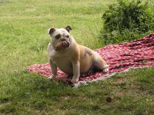caut mascul bulldog englez iasi