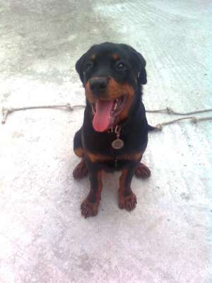 VAND PUI ROTWEILER