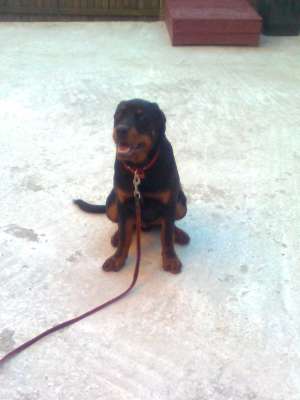 VAND PUI ROTWEILER