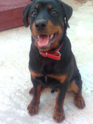 VAND PUI ROTWEILER
