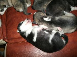 husky siberian
