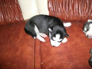 husky siberian