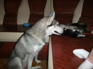 husky siberian