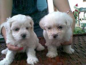 Bichon maltez direct de la crescator