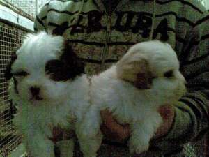 Bichon maltez direct de la crescator