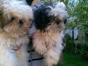 Bichon maltez direct de la crescator