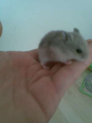 Vand Pui de Hamster rasa Pitic Rusesc de o luna