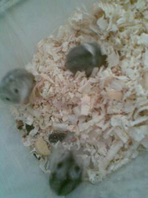 Vand Pui de Hamster rasa Pitic Rusesc de o luna