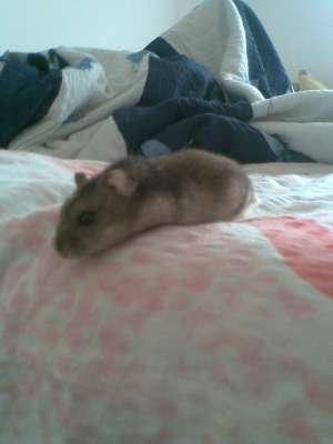 Vand Pui de Hamster rasa Pitic Rusesc de o luna