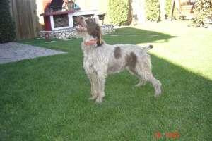 Vand catei brac german