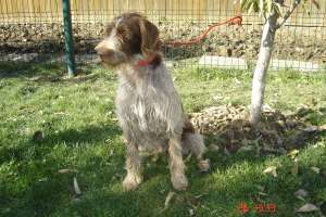 Vand catei brac german
