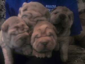 vand pui shar-pei deosebiti!