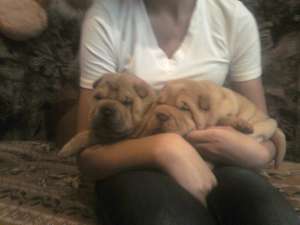 vand pui shar-pei deosebiti!