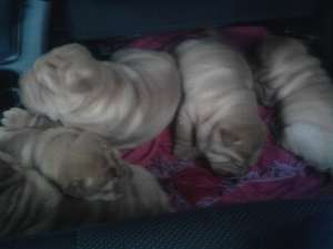 vand pui shar-pei deosebiti!