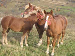 V�nd urgent 2 m�nji