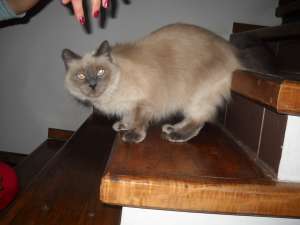 Ofer spre adoptie femela birmaneza