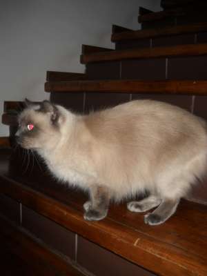 Ofer spre adoptie femela birmaneza