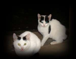 3 pisici cu lipici