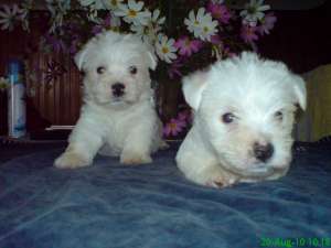 vand pui westie