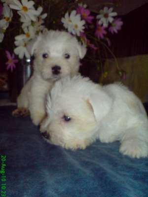 vand pui westie