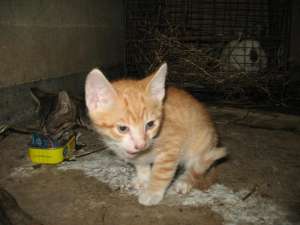 Ofer spre adoptie