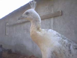 pauni 2010