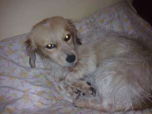 Un inger de catel cauta stapan