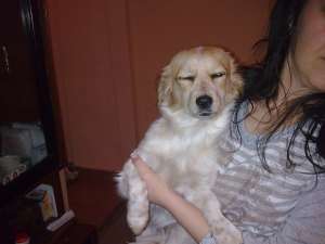 Un inger de catel cauta stapan