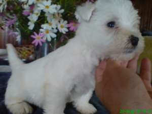 pui westie de vanzare