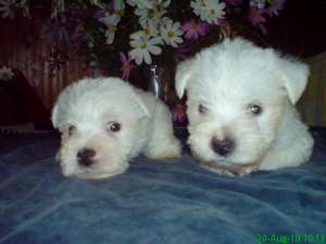 pui westie de vanzare