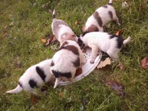 pui fox terrier