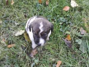 pui fox terrier