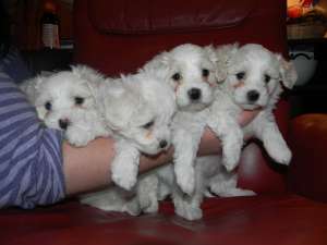 Vand puiuti Bichon Bolognese