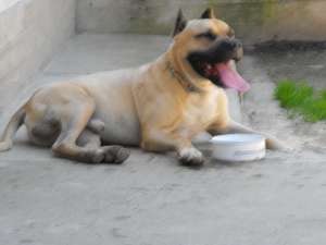 vand pui amstaff rasa pura