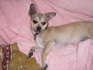 chihuahua de vanzare constanta