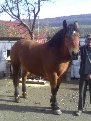 Cal  de vanzare