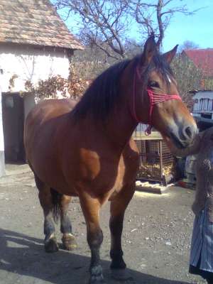 Cal  de vanzare