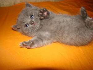VAND BRITISH SHORTHAIR