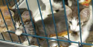 Donatie pui de pisica