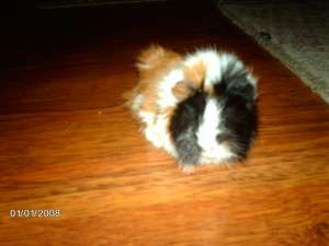 Donez porcusor de guineea