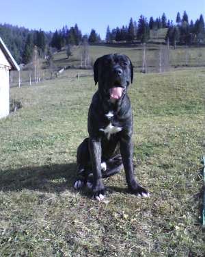 OFER PT MONTA MASCUL DEOSEBIT CANE CORSO